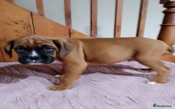 Boxer dogs for sale: Health Tested COI 1.5% KC Registered - Image 13