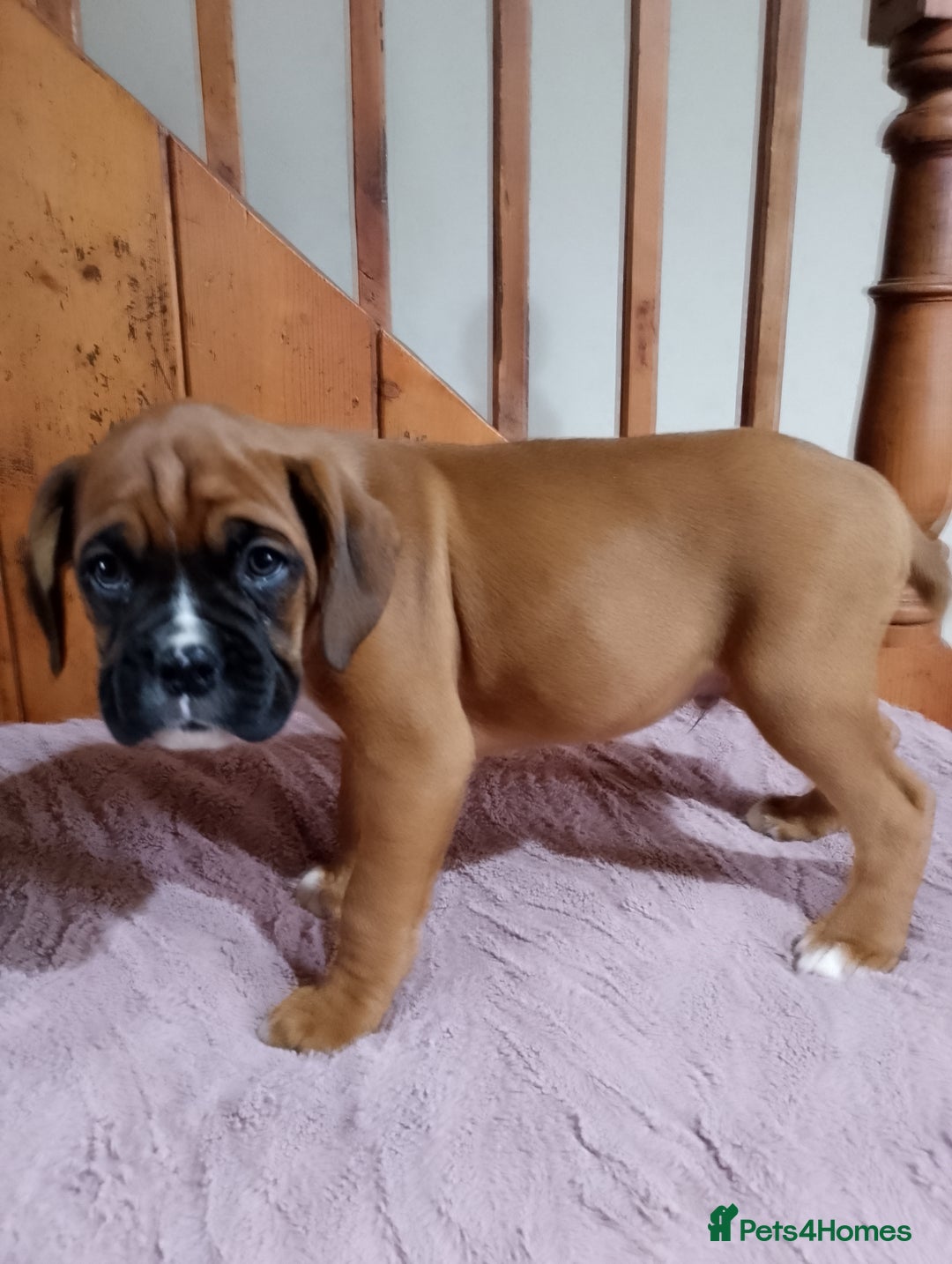 Boxer dogs for sale: Health Tested COI 1.5% KC Registered - Image 13