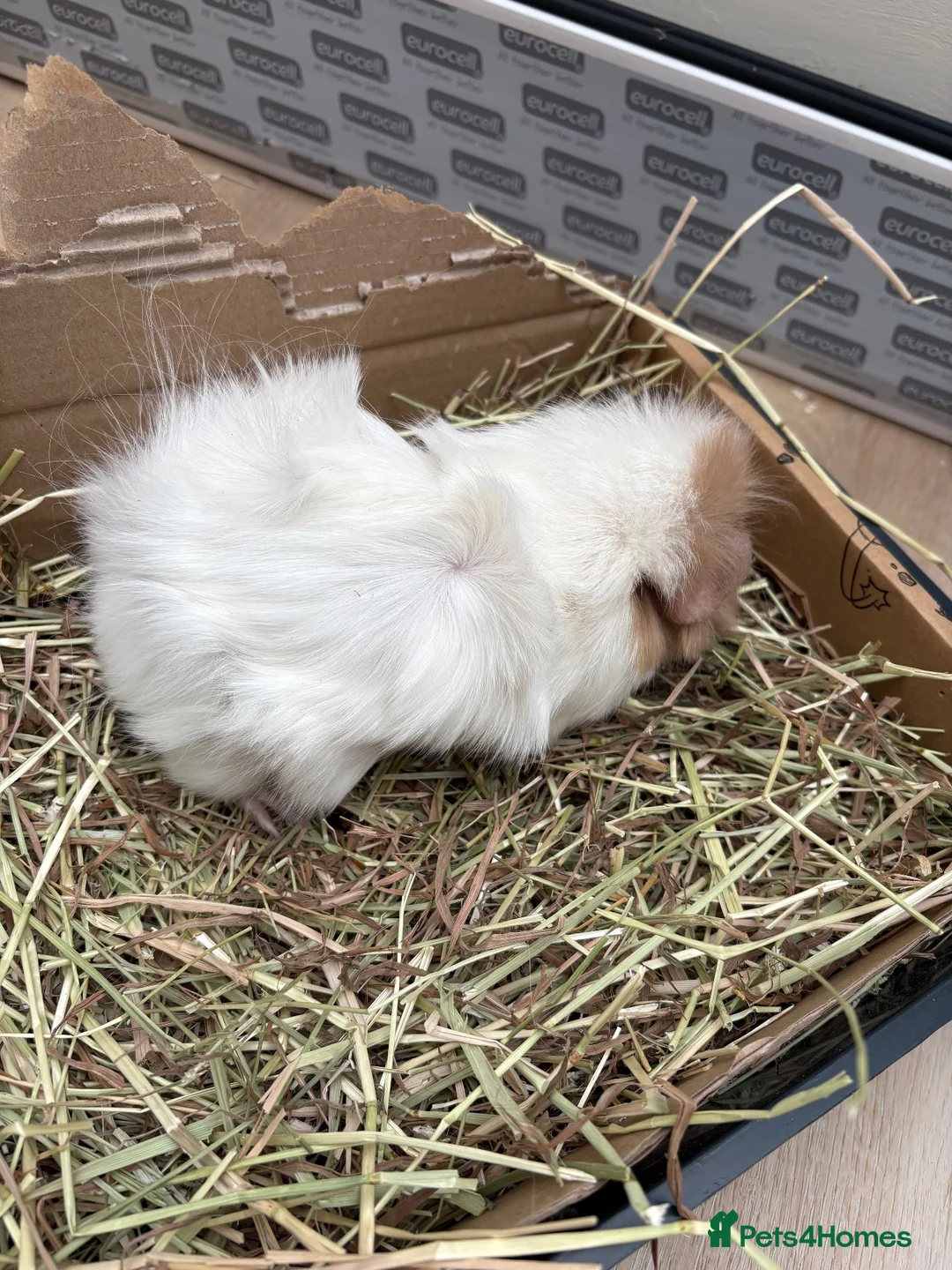 Guinea Pig rodents for sale: Three girl guinea pigs bonded  - Advert 10