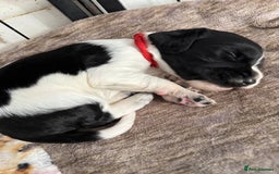 Sprocker dogs for sale: Beautiful Sprocker spaniel puppies ALL GIRLS - Image 8