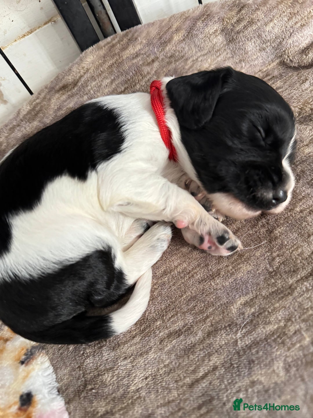 Sprocker dogs for sale: Beautiful Sprocker spaniel puppies ALL GIRLS - Image 8