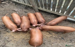 Pig livestock for sale: Tamworth piglets   - Image 3