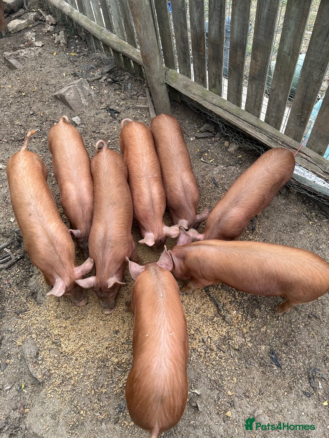Pig livestock for sale: Tamworth piglets   - Image 3