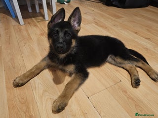 German Shepherd dogs - Advert 4