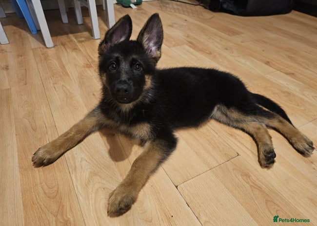 German Shepherd dogs - Advert 1