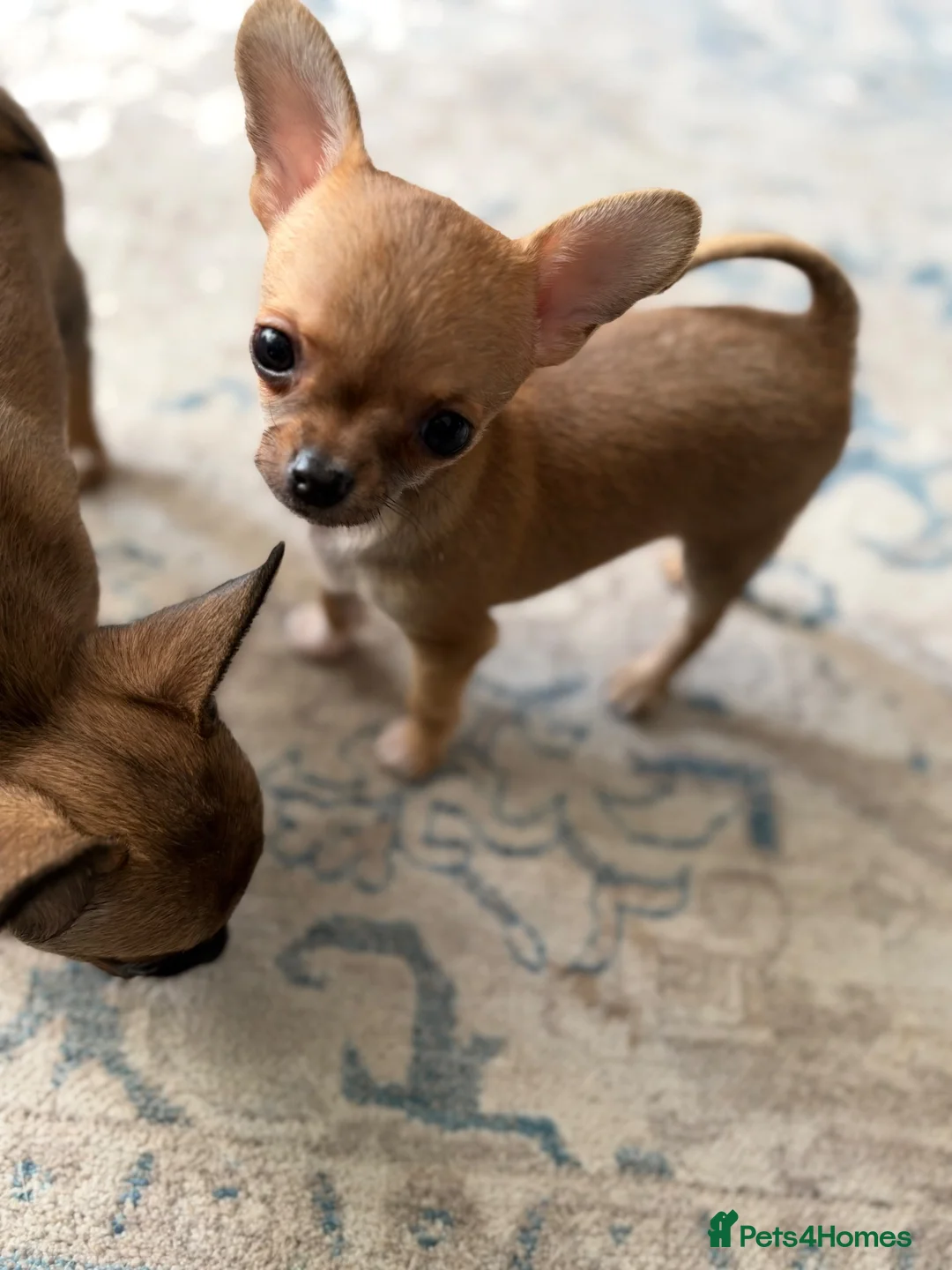 Chihuahua dogs for sale: Chihuahua pups - Advert 2