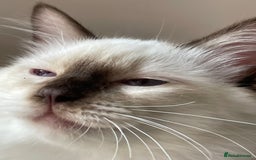 Ragdoll cats for sale: Ragdoll kittens from Moonliteyecats  - Image 25