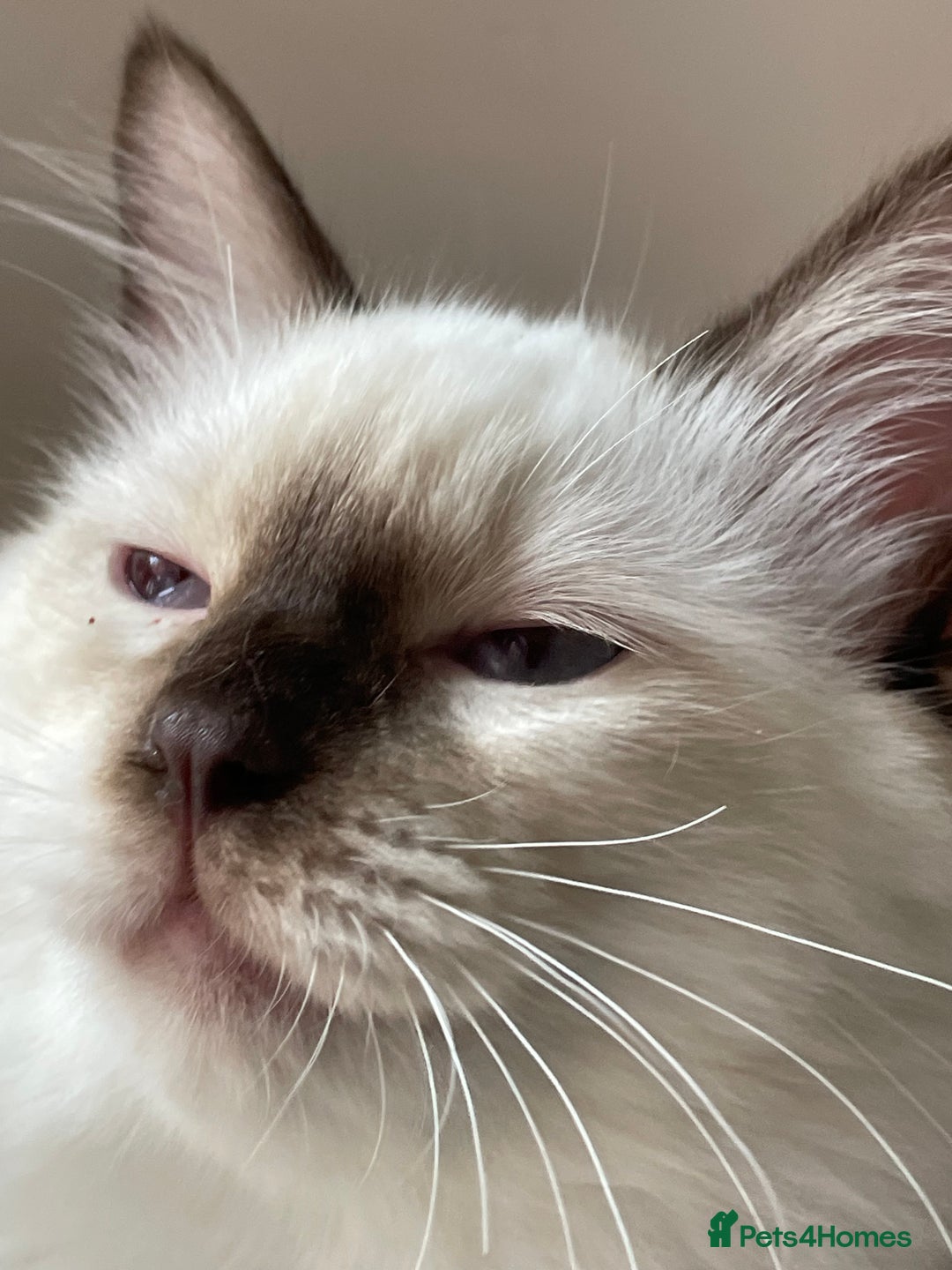 Ragdoll cats for sale: Ragdoll kittens from Moonliteyecats  - Image 25
