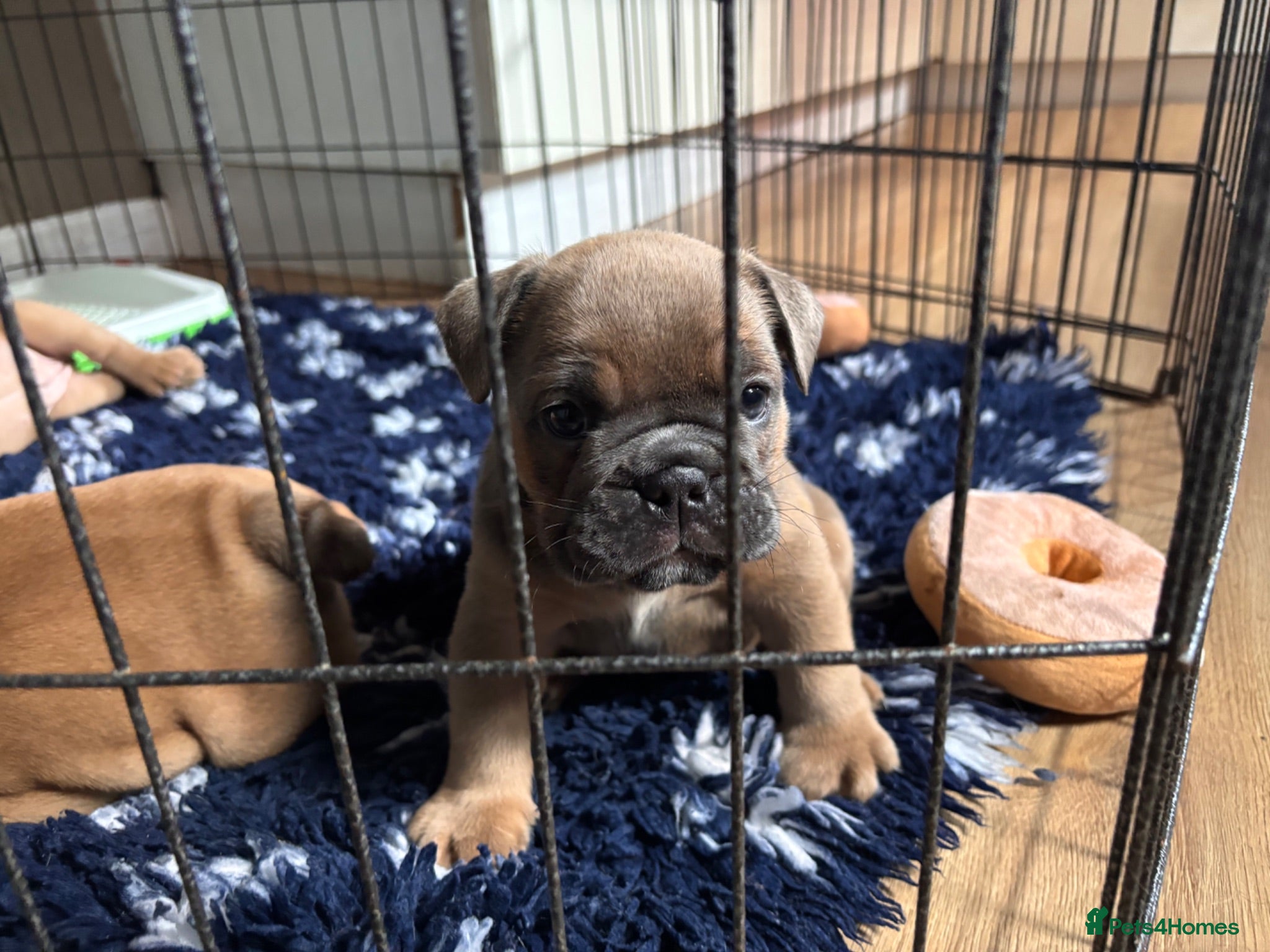 English Bulldog dogs Last girl 🩷English bulldogs puppies  - Advert 16