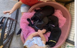 Labrador Retriever dogs for sale: Black Labrador puppies  - Image 2