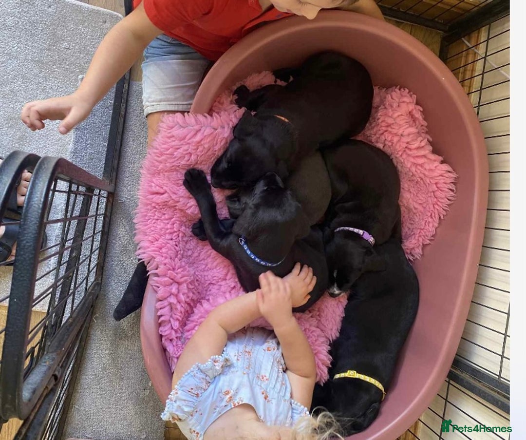 Labrador Retriever dogs for sale: Black Labrador puppies  - Image 2