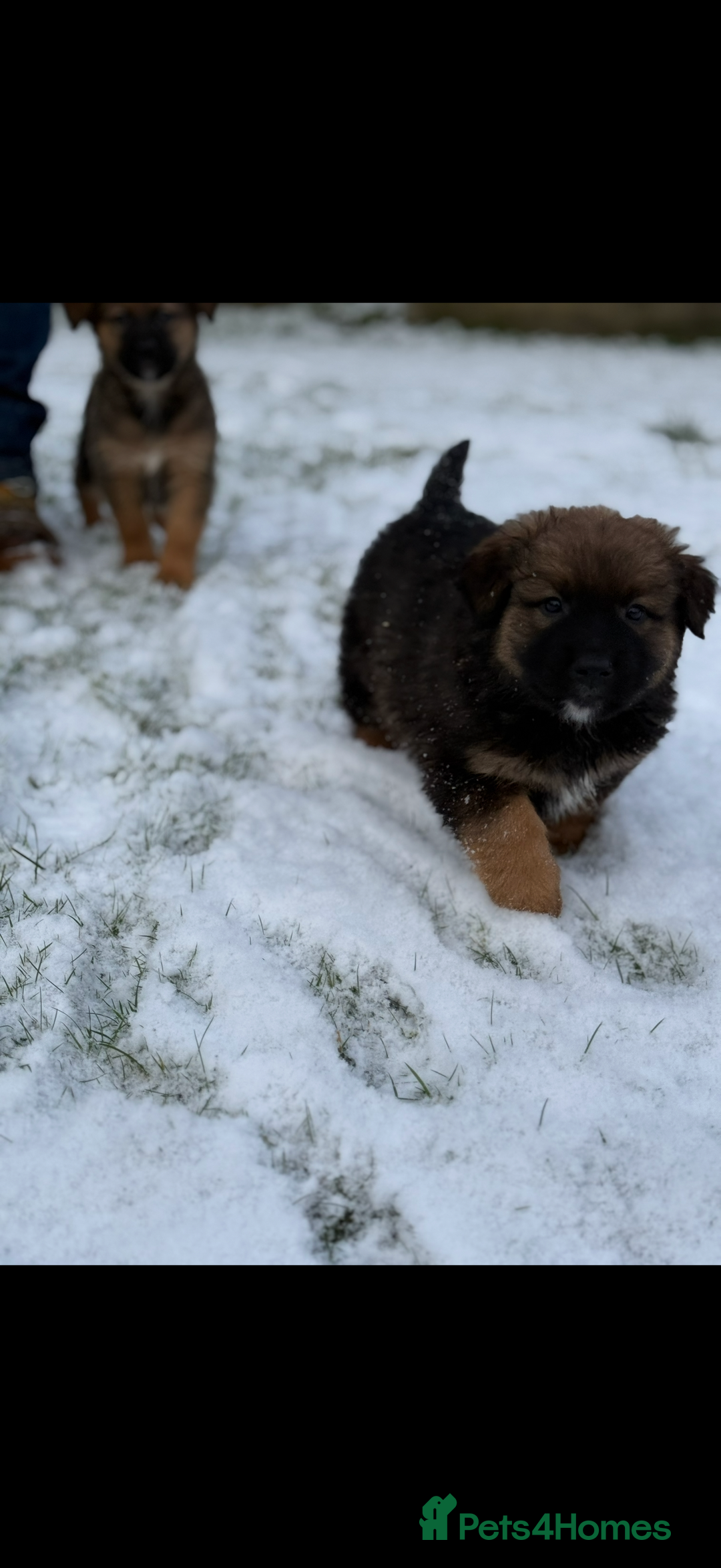 Mixed Breed dogs for sale: Bernese Mountain Dog/German Shepherd  - Advert 2