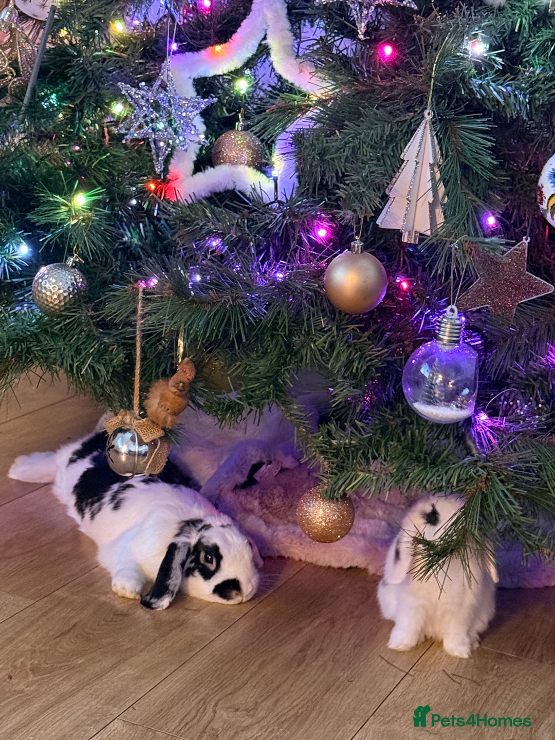 Mini Lop rabbits for sale: Mini lops. White with blue eyes or mixed colours.  - Advert 7