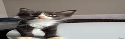 Sphynx cats for sale: Sphynx mix kittens ready now!  - Advert 4