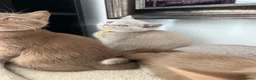 British Shorthair cats for sale: British Shorthair Kittens  - Advert 4