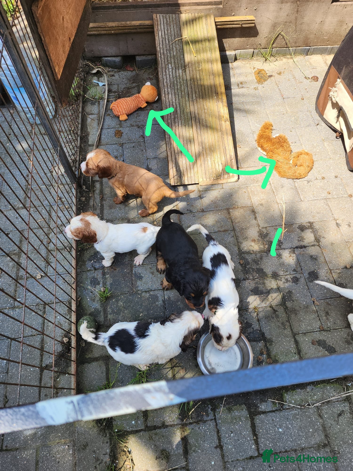 Sprocker dogs Sprocker Spaniels from Registered Breeder  - Advert 2