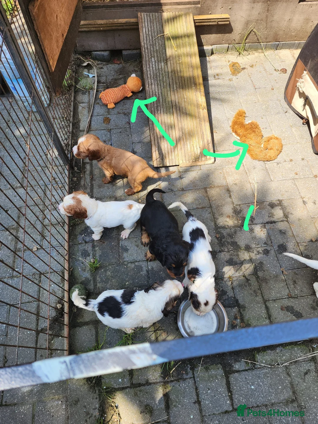 Sprocker dogs for sale: Sprocker Spaniels from Registered Breeder  - Advert 2