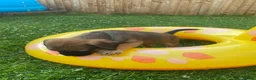 Border Terrier dogs for sale: ⭐️KC BORDER TERRIER PUPPIES, SLEM CLEAR - Advert 10