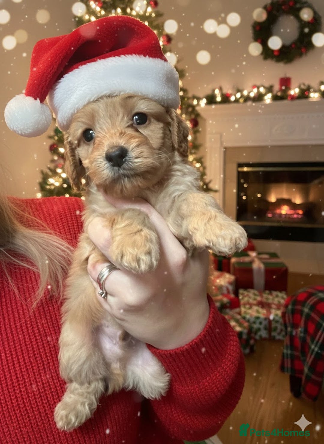 Cockapoo dogs for sale: F1 cockapoos  - Advert 21