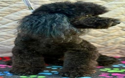 Miniature Poodle dogs for adoption: Bunny’s Story: From Cruelty to Cuddles - Image 4