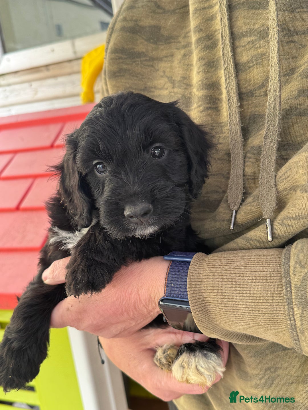 Sproodle dogs for sale: F1 Sproodles for Sale - Image 18