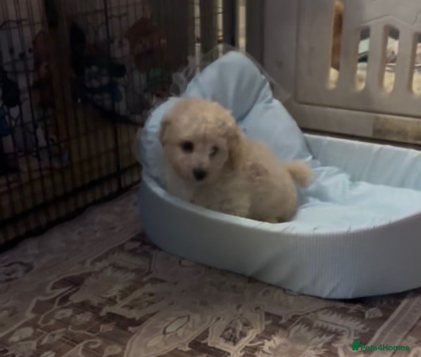 Poochon dogs Ready now,Beautiful poochon puppies - Advert 3