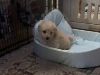 Poochon dogs Ready now,Beautiful poochon puppies - Advert 3