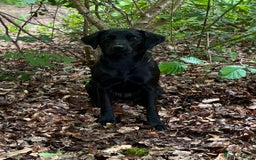 Labrador Retriever dogs for sale: Black Labrador Puppies for sale  - Image 2