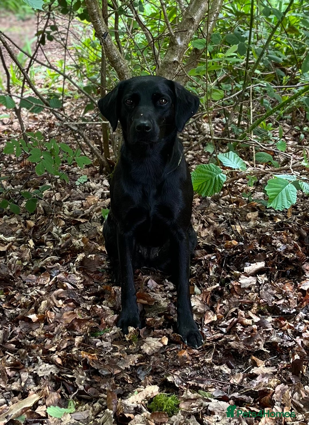 Labrador Retriever dogs for sale: Black Labrador Puppies for sale  - Image 2