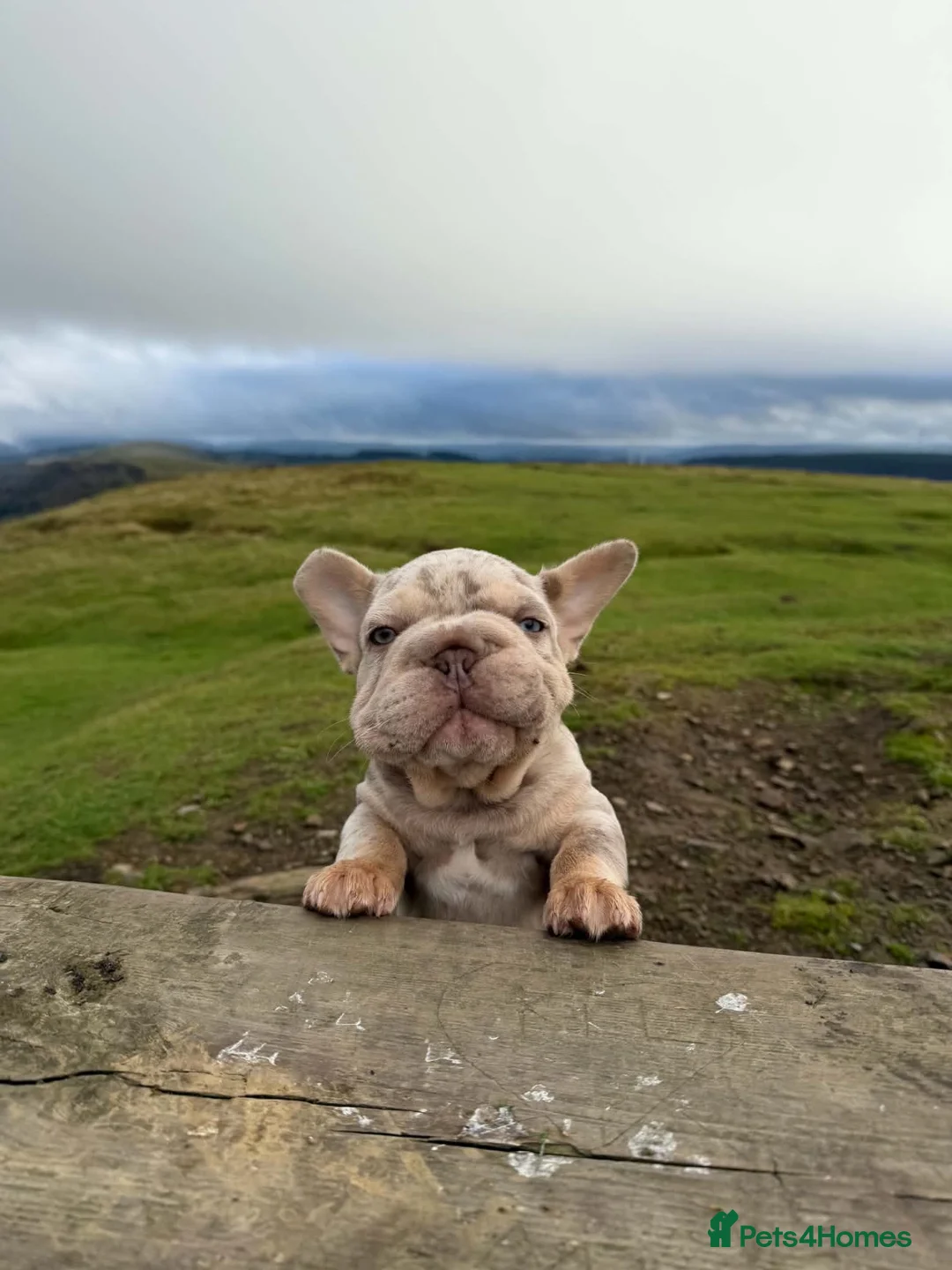 French Bulldog dogs for sale: Merle French bulldog - Advert 2