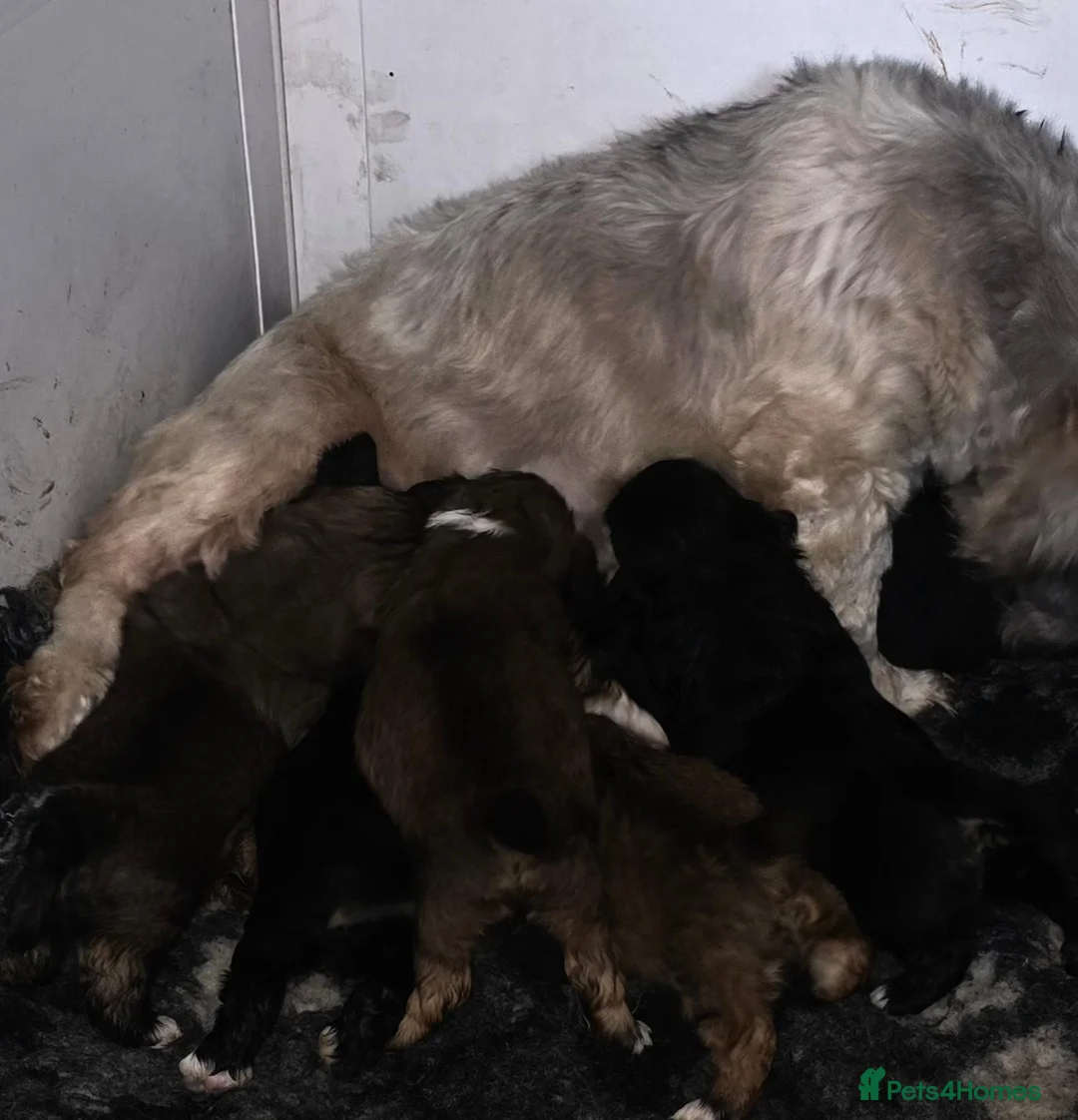 Lhasa Apso dogs for sale: Beautiful Litter of Lhasa Apso - Advert 9