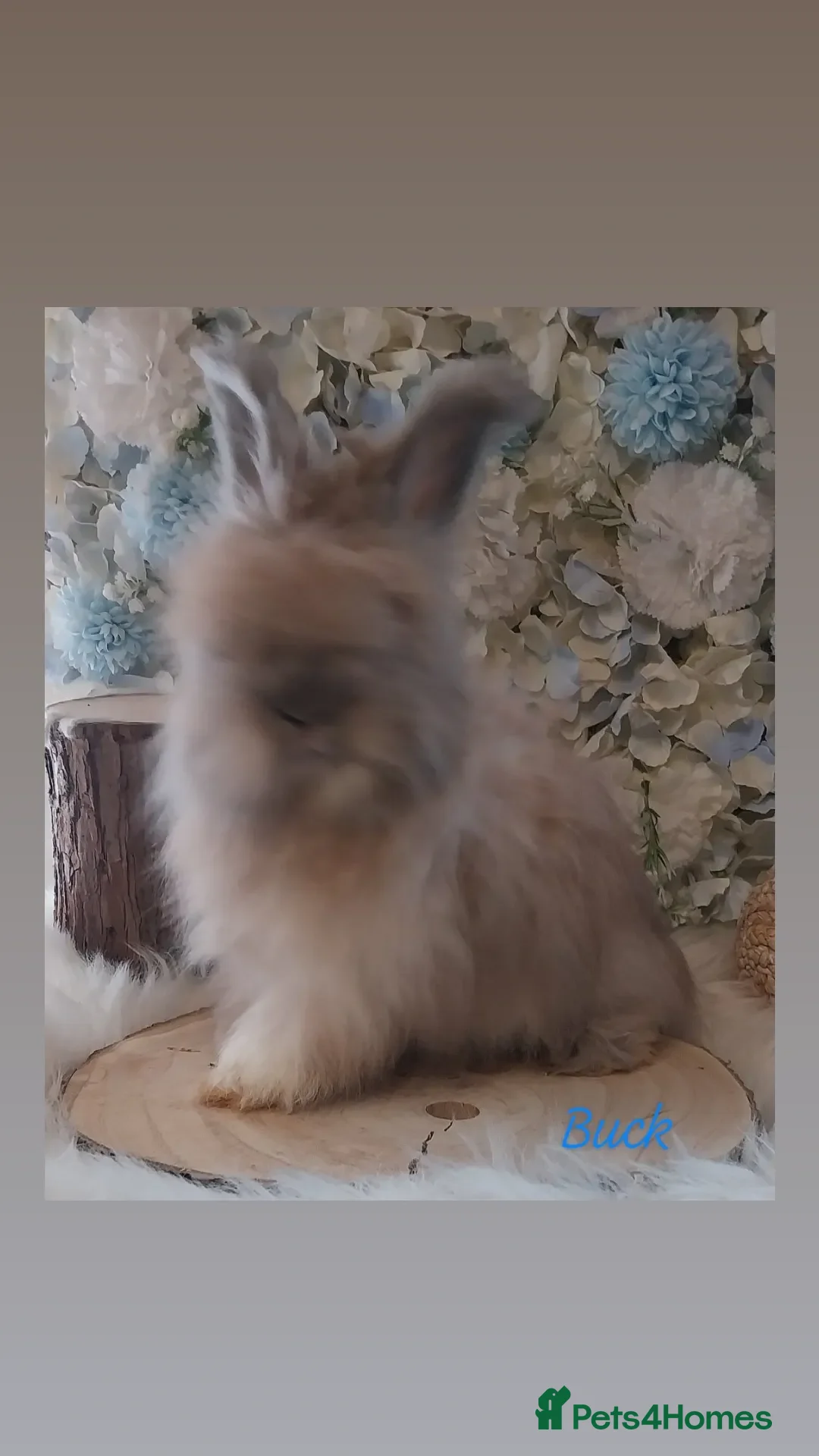 Angora rabbits for sale: 2 Beautiful Angora Ready Now  - Advert 6