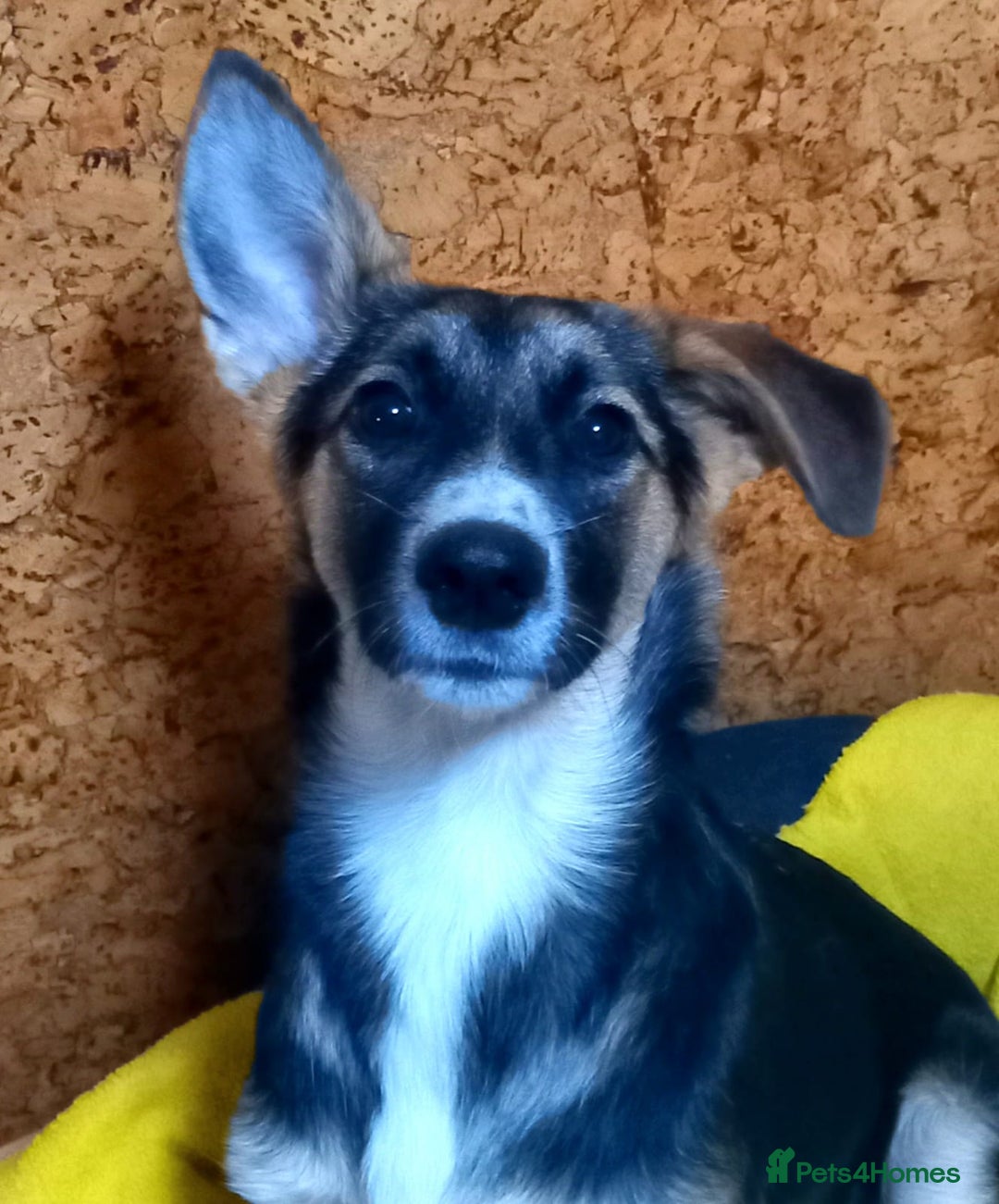 Mixed Breed dogs for adoption: ❤️🐶Busia- 6(7) month lower-medium girl ❤️🐶 - Advert 6