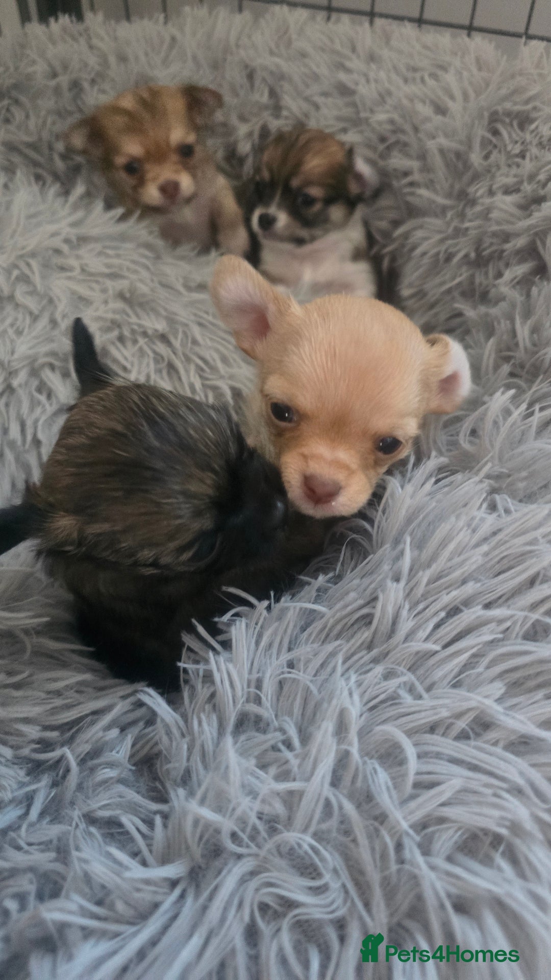 Chihuahua dogs for sale: Teacup chihuahuas  - Advert 3