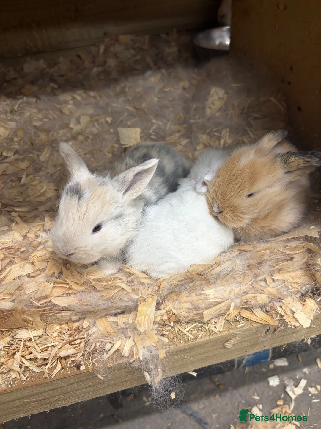 Mini Lop rabbits for sale: Mini lops for sale  - Advert 2