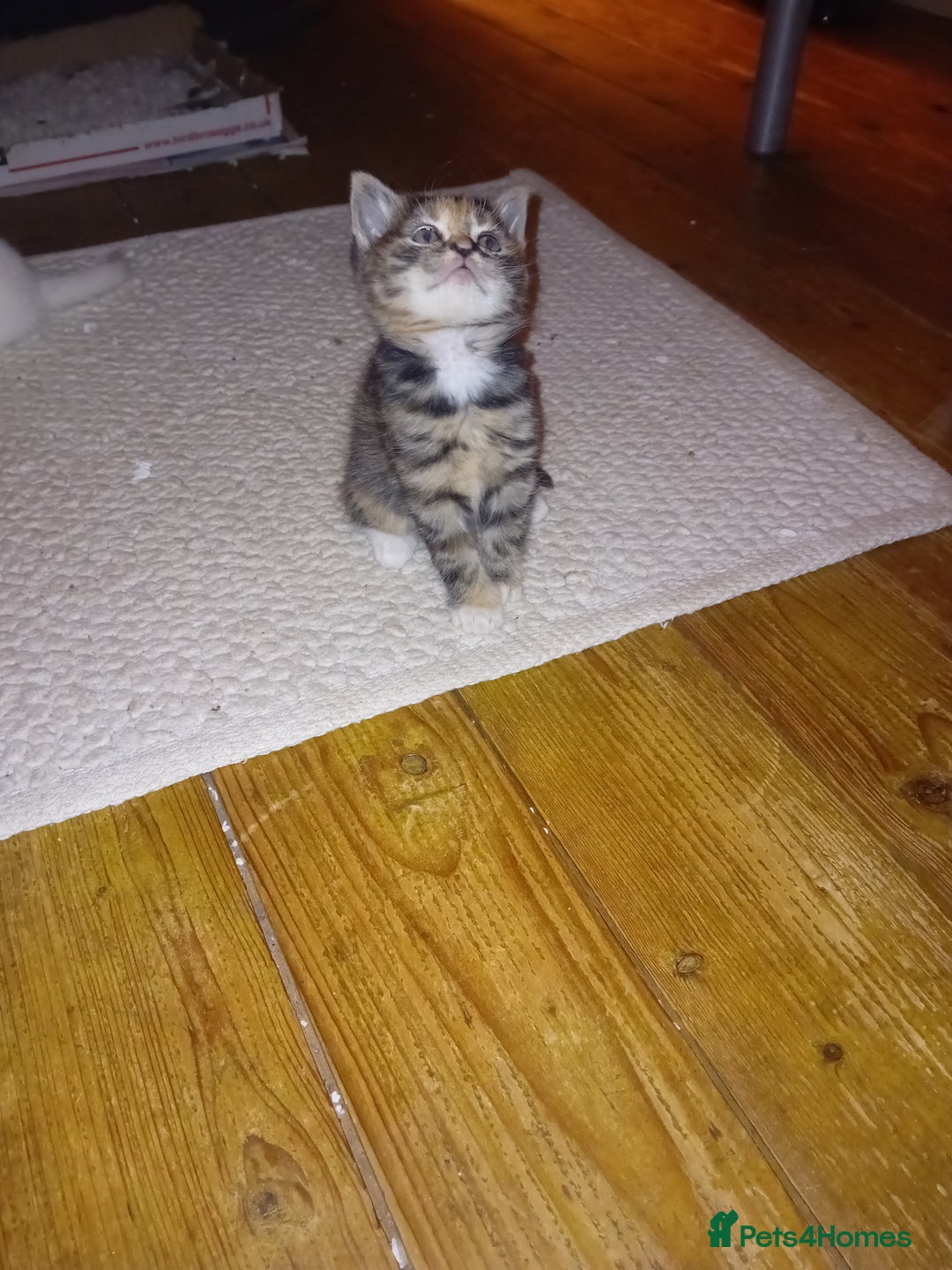 Scottish Fold cats for sale: Scottish Fold Tabby Kittens - Advert 6