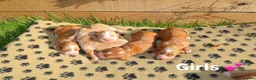 Cocker Spaniel dogs for sale: Beautiful Cocker spaniel puppies (working) - Advert 15