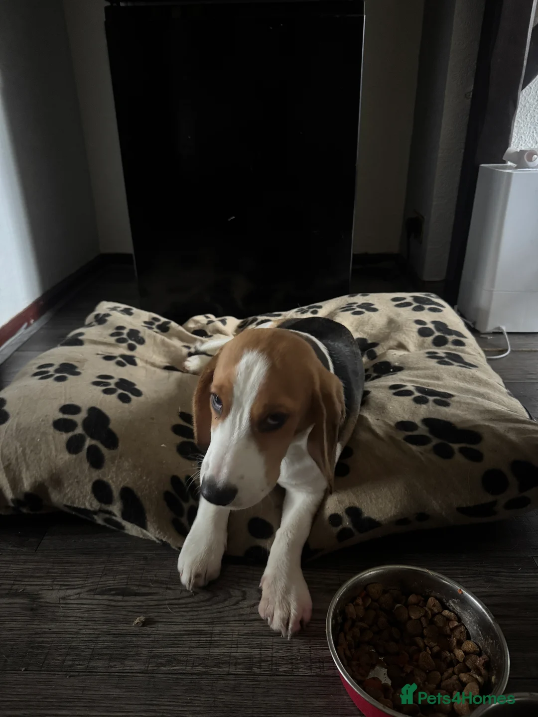 Beagle dogs for sale: Orio  - Advert 7