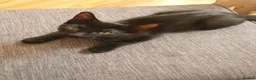 Mixed Breed cats for sale: 2 kittens male waiting to be loved - Advert 2