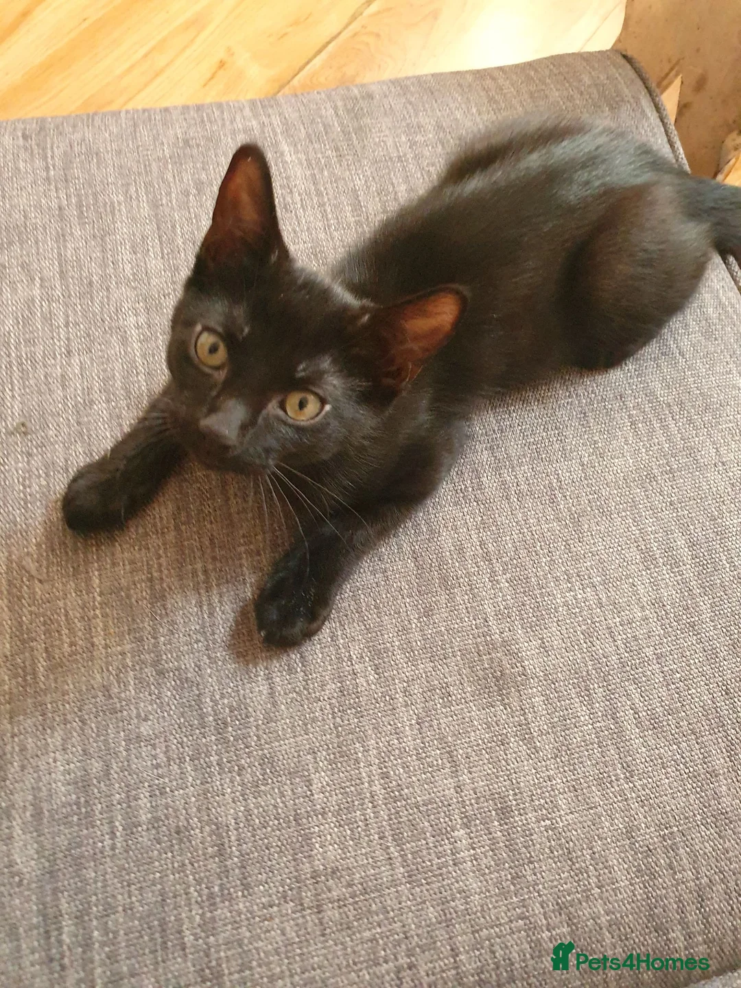 Mixed Breed cats for sale: 2 kittens male waiting to be loved - Advert 2