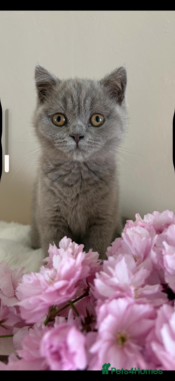 British Shorthair cats British Shorthair Pedigree kittens*READY NOW* - Advert 2
