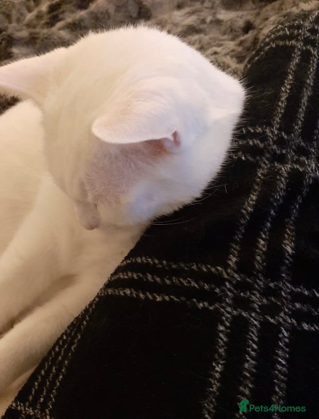 Mixed Breed cats for adoption: Urgent: 6 yr old Button needs new home ASAP - Advert 9