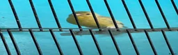 Canaries birds for sale: Canaries  - Advert 6