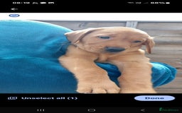 Labrador Retriever dogs for sale: Labrador Retriever puppies for sale - Image 5