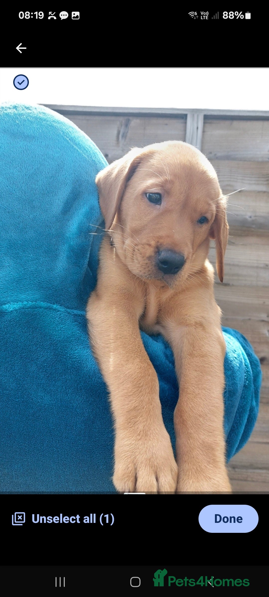 Labrador Retriever dogs for sale: Labrador Retriever puppies for sale - Image 5