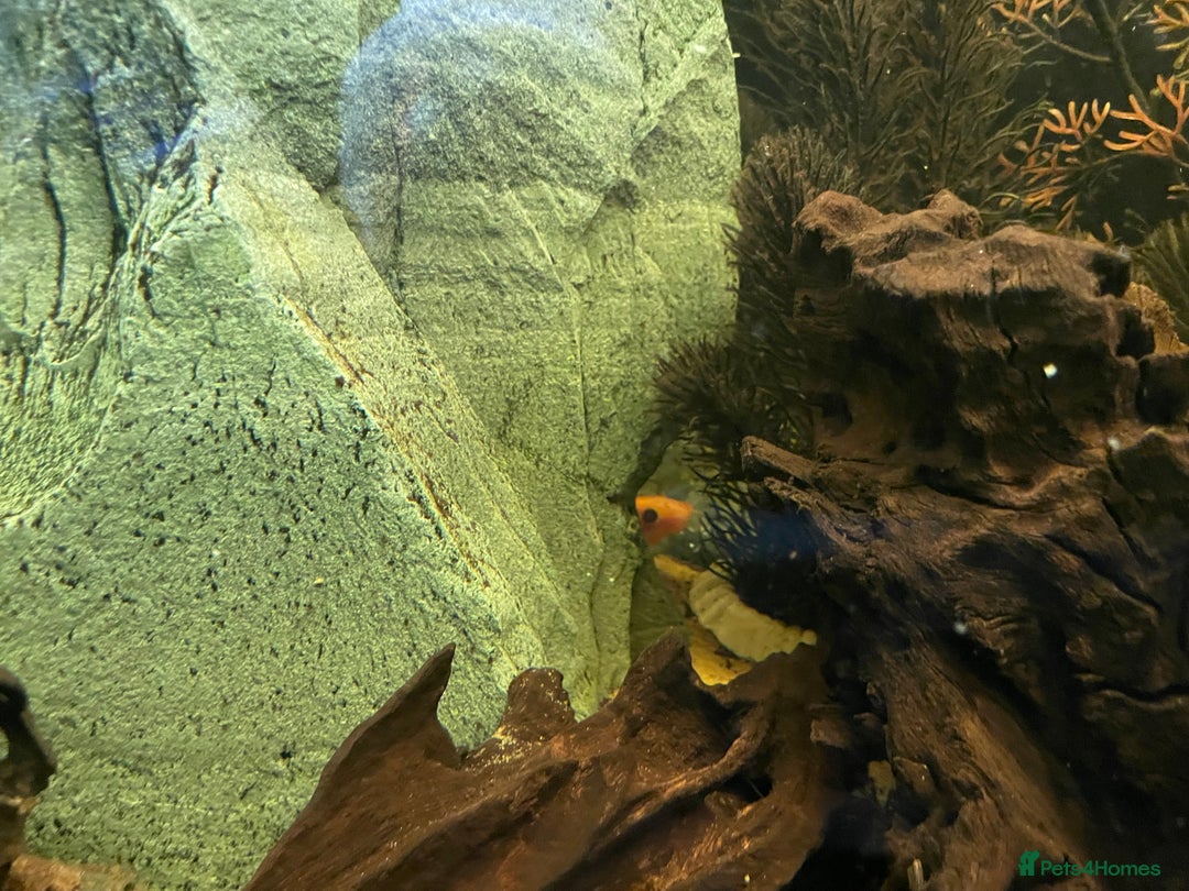 Loaches fish for sale: 4ft aquarium fish tank - Advert 2