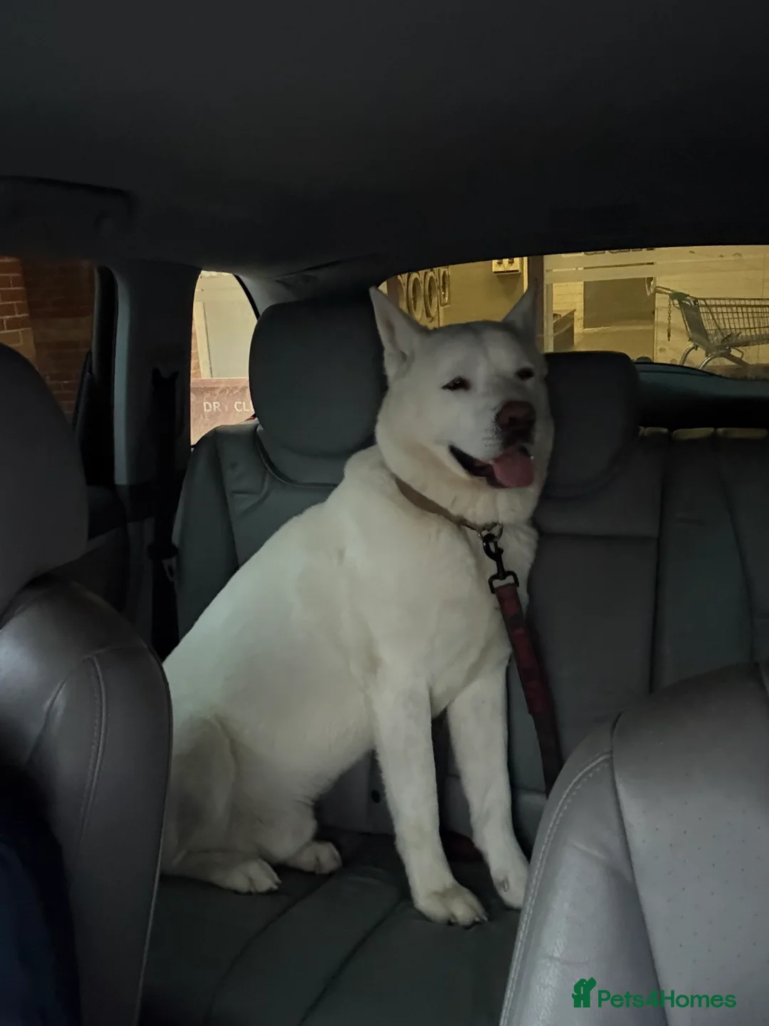 Akita dogs for sale: Beautiful strong male Akita  - Advert 7