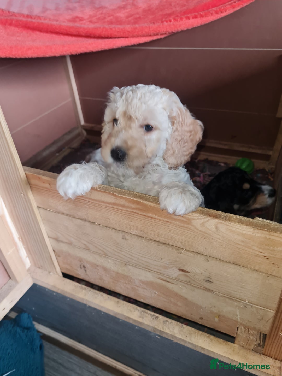 Cockapoo dogs for sale: Stunning F2 cockapoo puppies  - Image 22