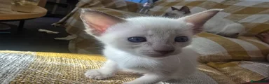 Siamese 5