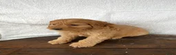 Cockapoo dogs for sale: Beautiful cockapoos⭐️ in Wisbech - Advert 5